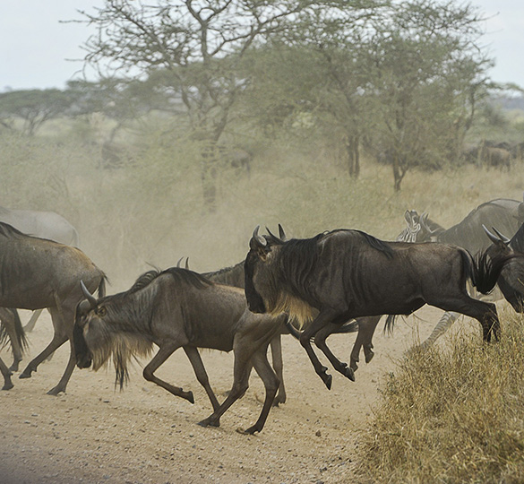 Tanzania