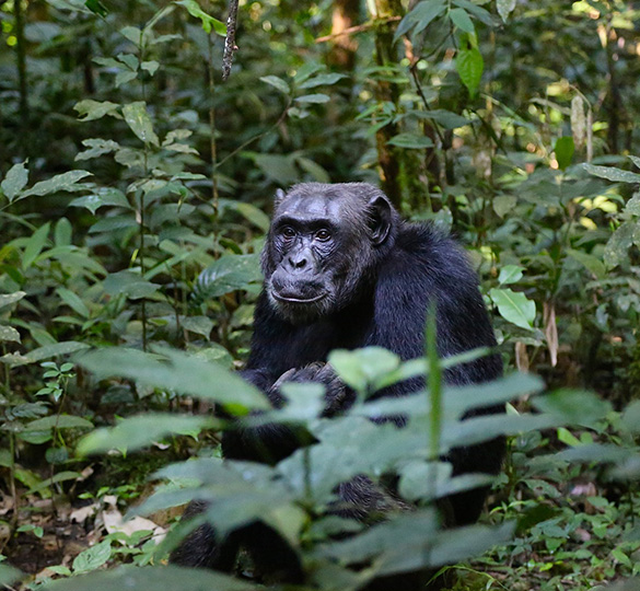 Uganda