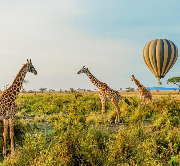 Zambia